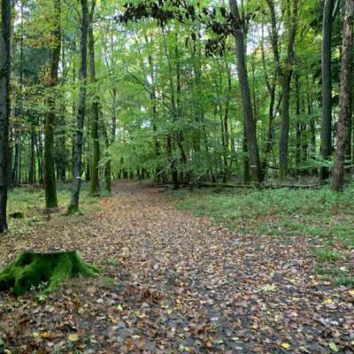 Hundeauslaufgebiet-Waldspaziergang-Bild