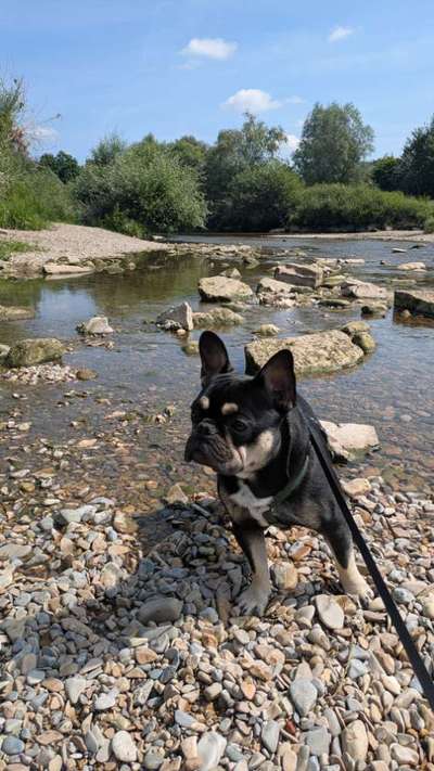 Hundetreffen-Gassirunde und spielen-Bild