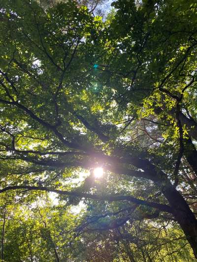 Die wunderschöne Welt mit Hund.-Beitrag-Bild