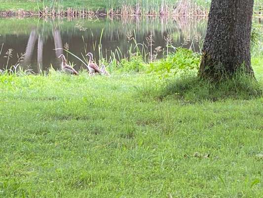 Die wunderschöne Welt mit Hund.-Beitrag-Bild