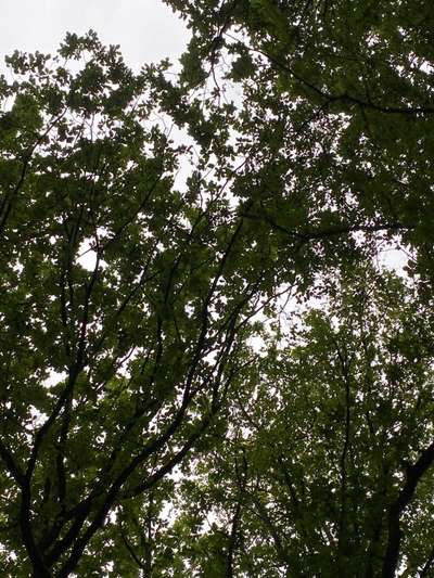 Die wunderschöne Welt mit Hund.-Beitrag-Bild