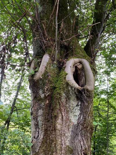 Die wunderschöne Welt mit Hund.-Beitrag-Bild