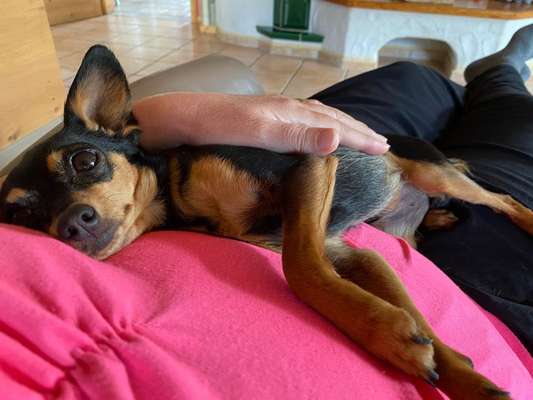 Prager Rattler-Beitrag-Bild