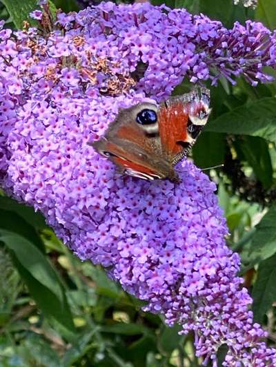 Die wunderschöne Welt mit Hund.-Beitrag-Bild