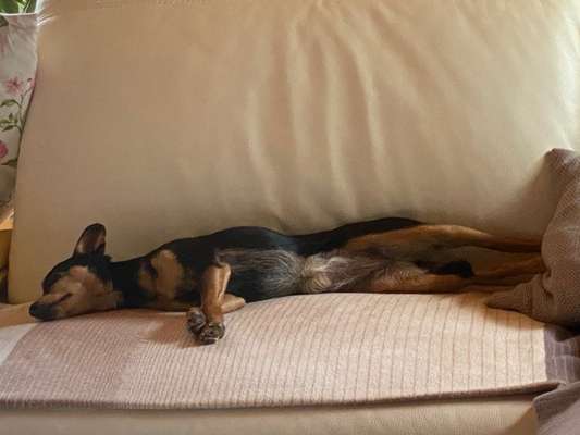 Prager Rattler-Beitrag-Bild