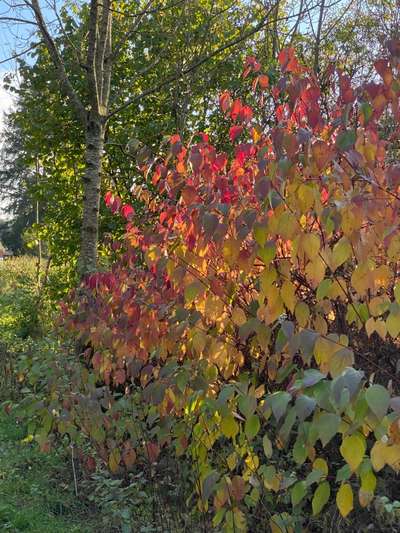 Die wunderschöne Welt mit Hund.-Beitrag-Bild
