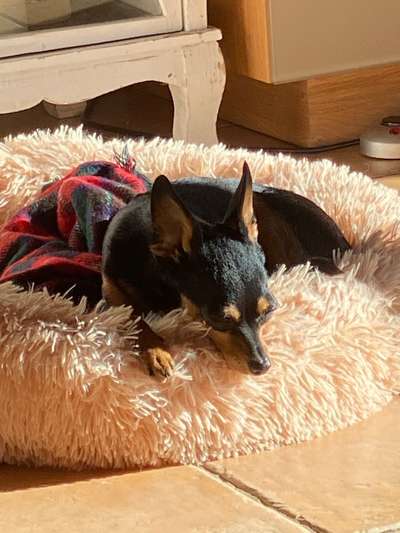 Prager Rattler-Beitrag-Bild