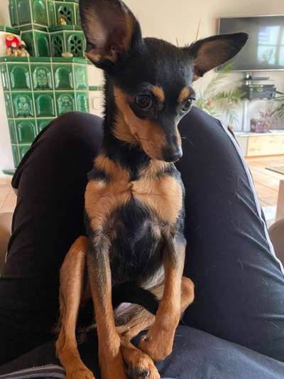 Prager Rattler-Beitrag-Bild