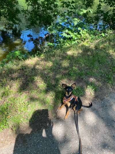 Die wunderschöne Welt mit Hund.-Beitrag-Bild
