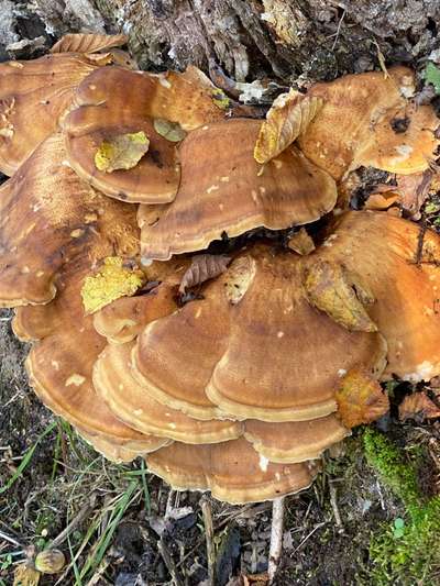 Die wunderschöne Welt mit Hund.-Beitrag-Bild