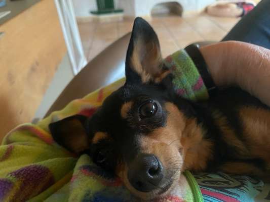 Prager Rattler-Beitrag-Bild