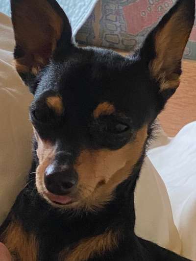 Handy Foto Challange Nr. 46  Happy Dog-Beitrag-Bild