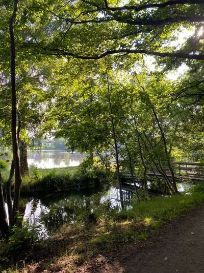 Die wunderschöne Welt mit Hund.-Beitrag-Bild