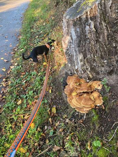 Die wunderschöne Welt mit Hund.-Beitrag-Bild