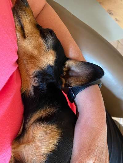 Prager Rattler-Beitrag-Bild