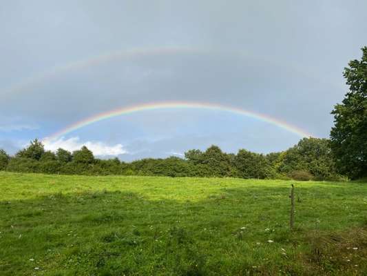 Die wunderschöne Welt mit Hund.-Beitrag-Bild