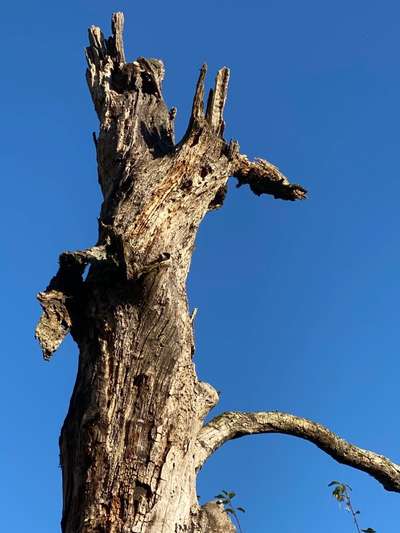 Die wunderschöne Welt mit Hund.-Beitrag-Bild