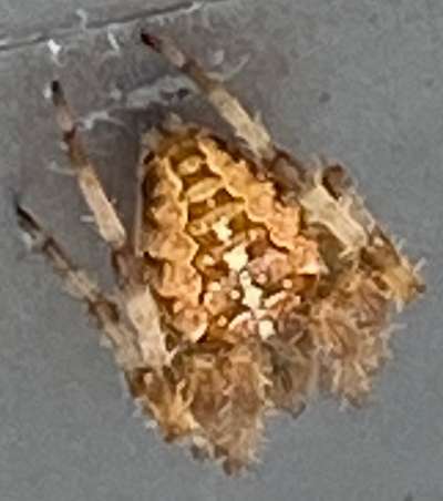 Die wunderschöne Welt mit Hund.-Beitrag-Bild