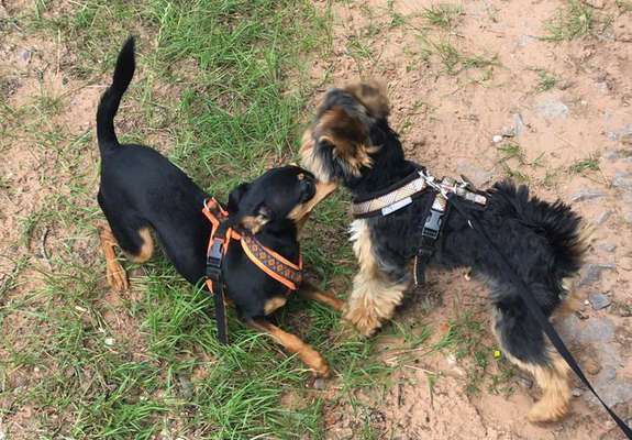 Die wunderschöne Welt mit Hund.-Beitrag-Bild