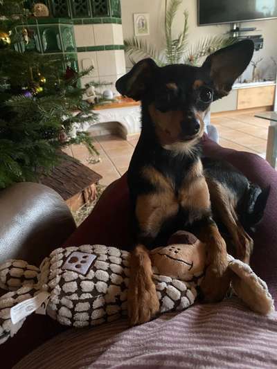 Prager Rattler-Beitrag-Bild