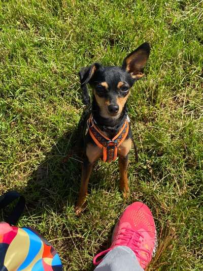 Prager Rattler-Beitrag-Bild