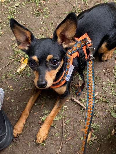 Die wunderschöne Welt mit Hund.-Beitrag-Bild
