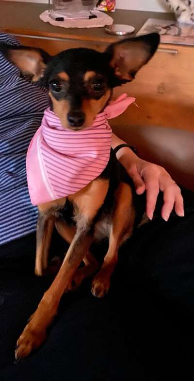 Prager Rattler-Beitrag-Bild