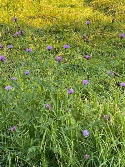 Die wunderschöne Welt mit Hund.-Beitrag-Bild