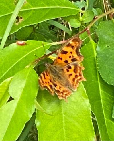 Die wunderschöne Welt mit Hund.-Beitrag-Bild