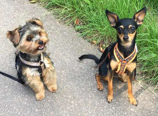 Die wunderschöne Welt mit Hund.-Beitrag-Bild