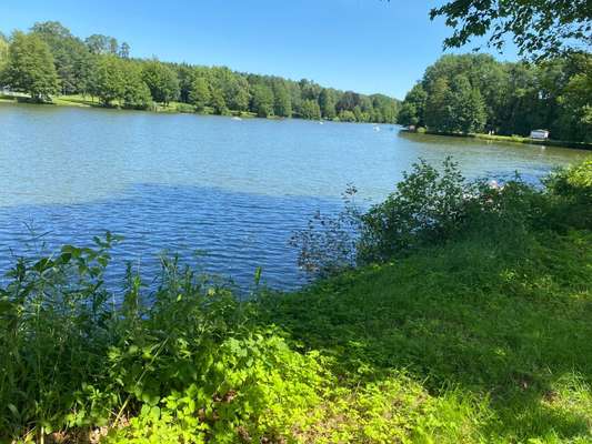 Die wunderschöne Welt mit Hund.-Beitrag-Bild