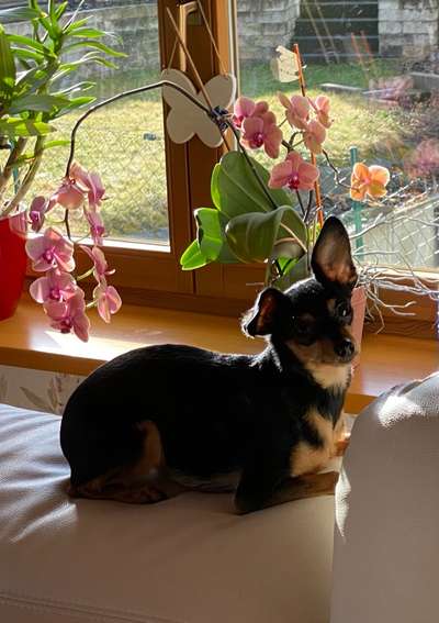 Prager Rattler-Beitrag-Bild