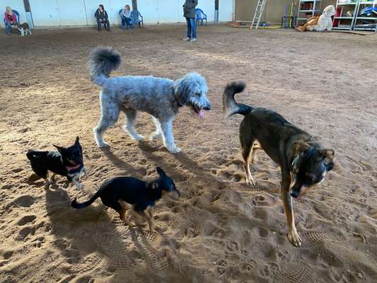 Dogorama Photo Challenge - Gegensätze-Beitrag-Bild