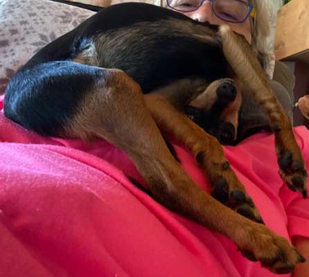 Die Dogorama Wochen Challenge-Beitrag-Bild