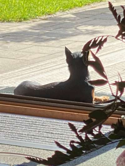 Prager Rattler-Beitrag-Bild