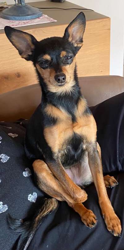 Prager Rattler-Beitrag-Bild