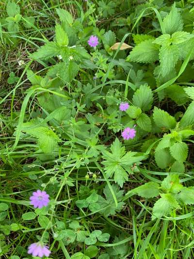 Die wunderschöne Welt mit Hund.-Beitrag-Bild