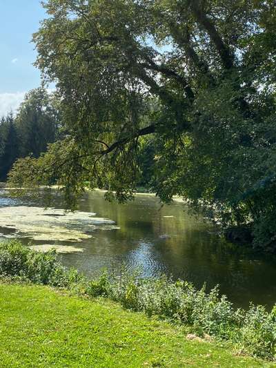 Die wunderschöne Welt mit Hund.-Beitrag-Bild