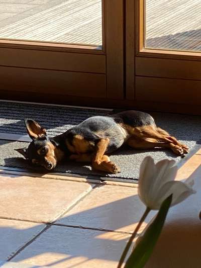 Prager Rattler-Beitrag-Bild