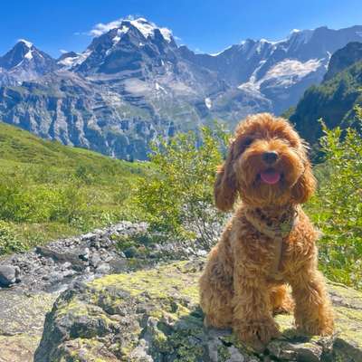 Hundetreffen-Welpen & Junghundetreffen-Bild