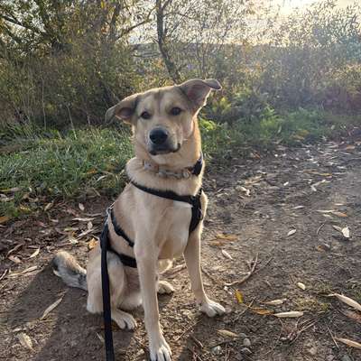Hundetreffen-Hundekontakte und gemeinsame Spaziergänge gesucht🤍🐕-Bild
