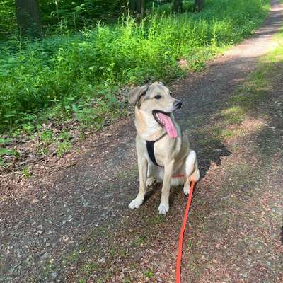 Hundetreffen-Hundekontakte/Spaziergänge-Bild