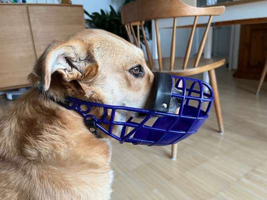 Wie sitzt mein Maulkorb / Maulkorb-Beratung-Beitrag-Bild
