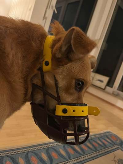 Wie sitzt mein Maulkorb / Maulkorb-Beratung-Beitrag-Bild