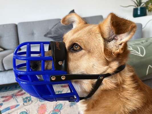 Wie sitzt mein Maulkorb / Maulkorb-Beratung-Beitrag-Bild