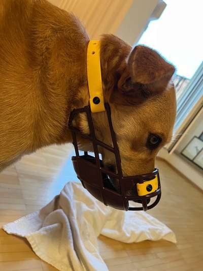 Wie sitzt mein Maulkorb / Maulkorb-Beratung-Beitrag-Bild