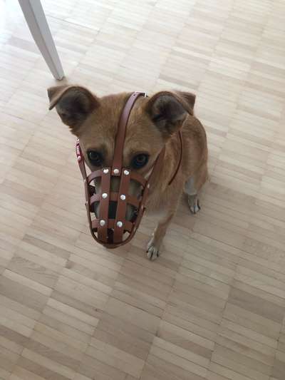 Wie sitzt mein Maulkorb / Maulkorb-Beratung-Beitrag-Bild