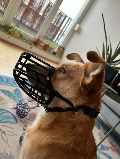 Wie sitzt mein Maulkorb / Maulkorb-Beratung-Beitrag-Bild