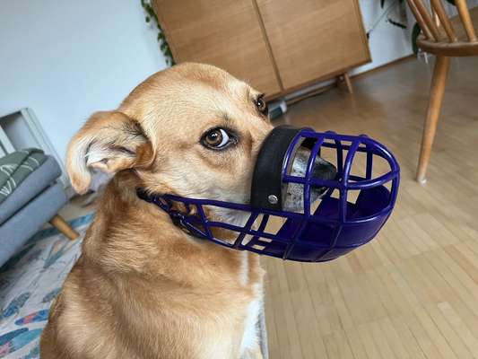 Wie sitzt mein Maulkorb / Maulkorb-Beratung-Beitrag-Bild