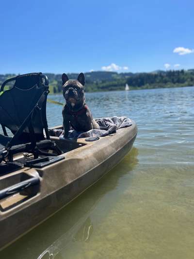 Hundetreffen-Hallo, Diego sucht gerne jemanden zum gemeinsamen Gassi gehen und Spielen :)-Bild